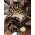 Шикарный пушистый котёнок-подросток Лакки в дар