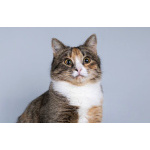 Молоденькая кошечка Трикси ищет дом.