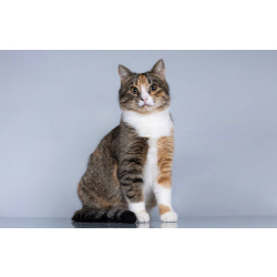 Молоденькая кошечка Трикси ищет дом.