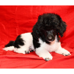 Той пуделя щенок арлекин ДЖЕНТЛИ БОРН ЧИЖИК