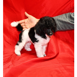 Той пуделя щенок арлекин ДЖЕНТЛИ БОРН ЧИЖИК