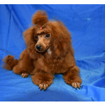 Той пуделя щенок красная девочка ДЖЕНТЛИ БОРН ГЕРМИОНА