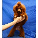 Той пуделя щенок красная девочка ДЖЕНТЛИ БОРН ГЕРМИОНА