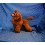 Той пуделя щенок красная девочка ДЖЕНТЛИ БОРН ГЕРМИОНА