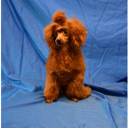 Той пуделя щенок красная девочка ДЖЕНТЛИ БОРН ГЕРМИОНА