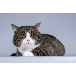 Молодой котик Бакс ищет дом.