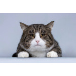 Молодой котик Бакс ищет дом.