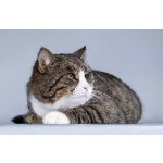 Молодой котик Бакс ищет дом.