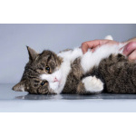 Молодой котик Бакс ищет дом.