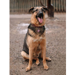 Кай, молодой домашний пес ищет дом