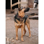 Кай, молодой домашний пес ищет дом