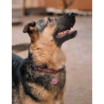 Кай, молодой домашний пес ищет дом