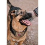 Кай, молодой домашний пес ищет дом