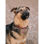 Кай, молодой домашний пес ищет дом