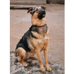 Кай, молодой домашний пес ищет дом