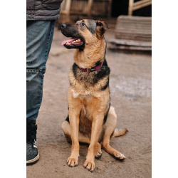 Кай, молодой домашний пес ищет дом