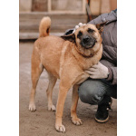 Красивая домашняя собака Плюша ищет дом