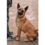 Красивая домашняя собака Плюша ищет дом