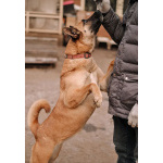 Красивая домашняя собака Плюша ищет дом