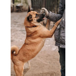 Красивая домашняя собака Плюша ищет дом