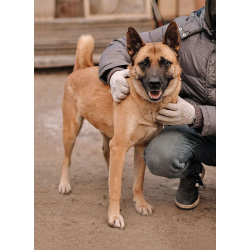 Красивая домашняя собака Плюша ищет дом