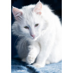 Белоснежный красавец, домашний котик Ченя ищет дом