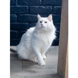 Белоснежный красавец, домашний котик Ченя ищет дом