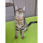 Минитигренок Лора, ласковая кошечка-подросток ищет дом