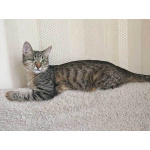 Минитигренок Лора, ласковая кошечка-подросток ищет дом