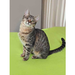 Минитигренок Лора, ласковая кошечка-подросток ищет дом