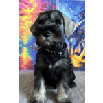 Щенки цвергшнауцера