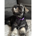 Щенки цвергшнауцера