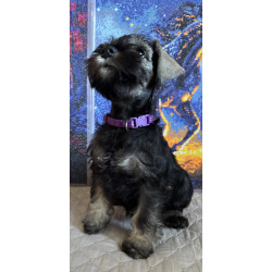 Щенки цвергшнауцера