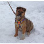 Маленькому щенульке Оскару очень нужны дом и семья