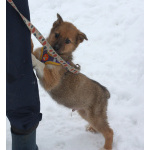 Маленькому щенульке Оскару очень нужны дом и семья