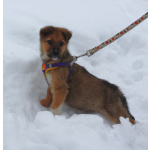 Маленькому щенульке Оскару очень нужны дом и семья