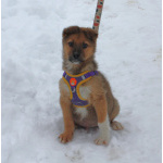 Маленькому щенульке Оскару очень нужны дом и семья