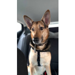 Пес Семен ищет новый дом!