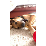 Пес Семен ищет новый дом!