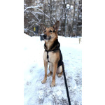 Пес Семен ищет новый дом!