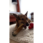 Пес Семен ищет новый дом!