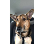 Пес Семен ищет новый дом!