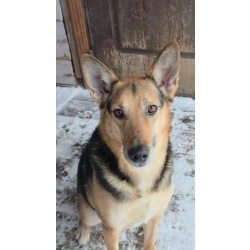 Пес Семен ищет новый дом!