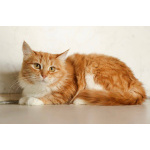 Кошка Злата ищет дом!