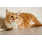 Кошка Злата ищет дом!