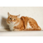 Кошка Злата ищет дом!