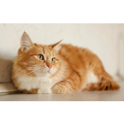 Кошка Злата ищет дом!