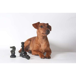 Щенки цвергпинчера, миниатюрного пинчера