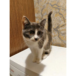 Ищут дом домашние котики — они очень ждут своих людей