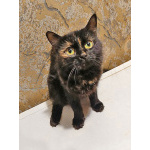 Ищут дом домашние котики — они очень ждут своих людей